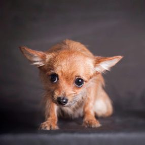 Idegrendszer, stressz