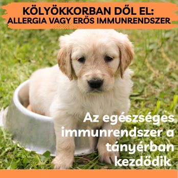 Kölyökkutya orális toleranciája – miért kulcsfontosságú a természetes étrend?