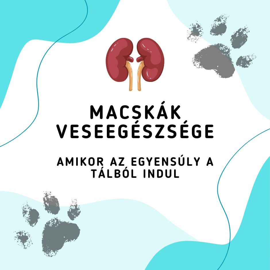 Macskák veseegészsége I.