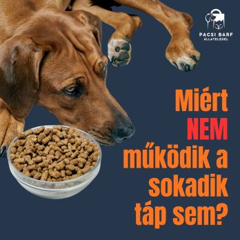 Miért nem működik a sokadik táp sem?– A válogatósság és emésztési problémák valódi háttere kutyáknál